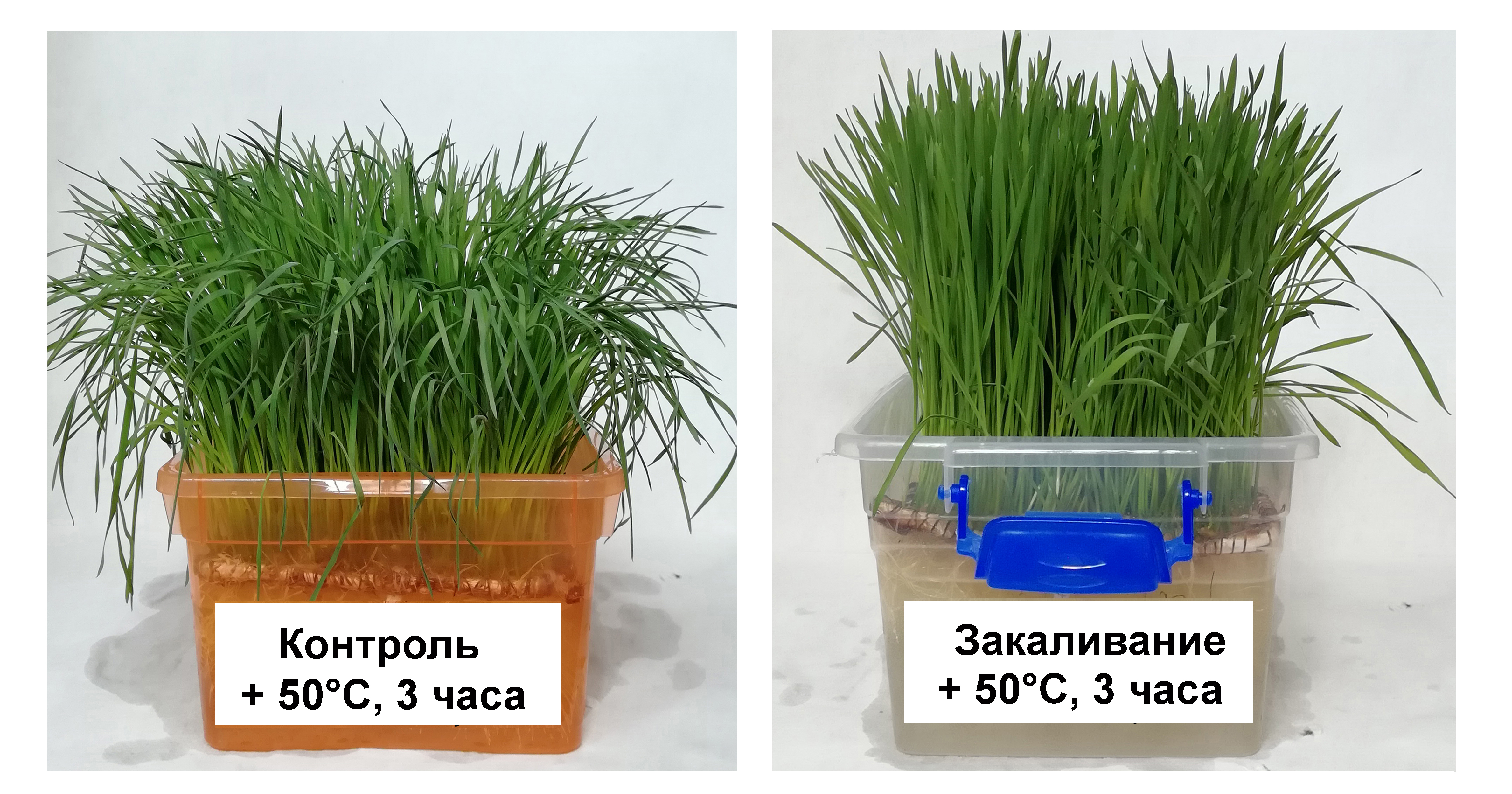 Ученые СИФИБР СО РАН узнали, как пшеница адаптируется к тепловому стрессу
